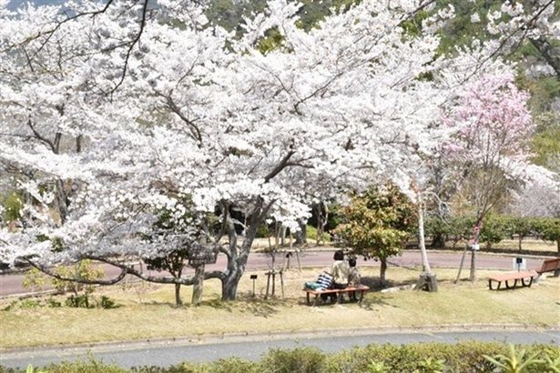 ソメイヨシノの並木 / ひろしま遊学の森 広島県緑化センター さくら通りの桜 画像提供：ひろしま遊学の森 広島県緑化センター