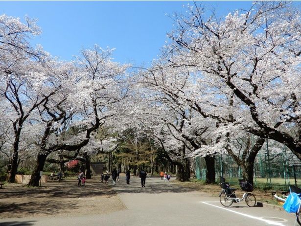 三宝寺付近の桜 / 石神井公園の桜 画像提供：東京都公園協会