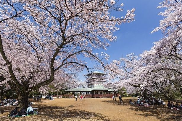 花見客で賑わう枡形山広場の風景 / 生田緑地の桜 画像提供：生田緑地