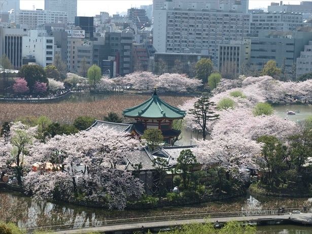 不忍池そばの桜並木は花見客でにぎわいを見せる / 上野恩賜公園の桜 画像提供：上野恩賜公園