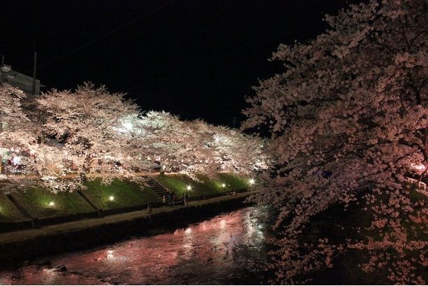 ライトアップされた桜と反射する水面が幻想的 / 厚狭川河畔の桜 画像提供：美祢市