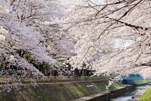 今見頃＆間もなく見頃の桜スポットをピックアップ(写真は善福寺川緑地・和田堀公園の桜) 画像提供：東京都公園協会