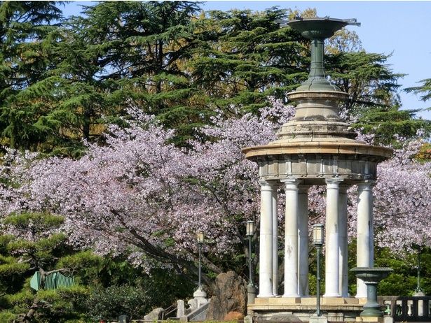 公園内を満開の桜がピンクに染める / 鶴舞公園の桜 画像提供：鶴舞公園