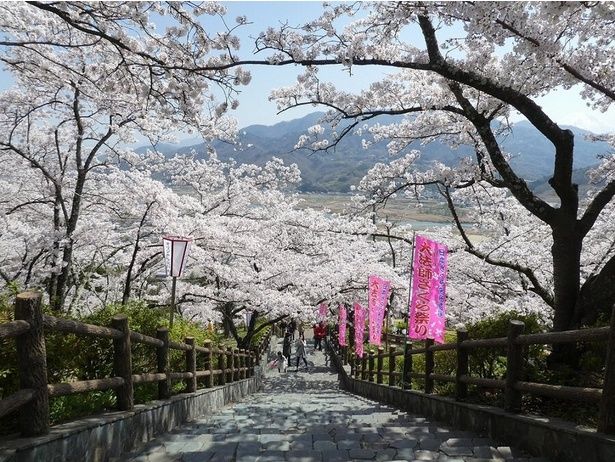 石階段に影を落とす、見事に咲き誇る桜たち / 大法師公園の桜 画像提供：富士川町役場