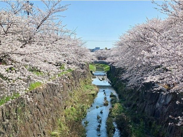 山崎川の両岸を満開の桜が彩る / 山崎川四季の道の桜 画像提供：名古屋市瑞穂土木事務所