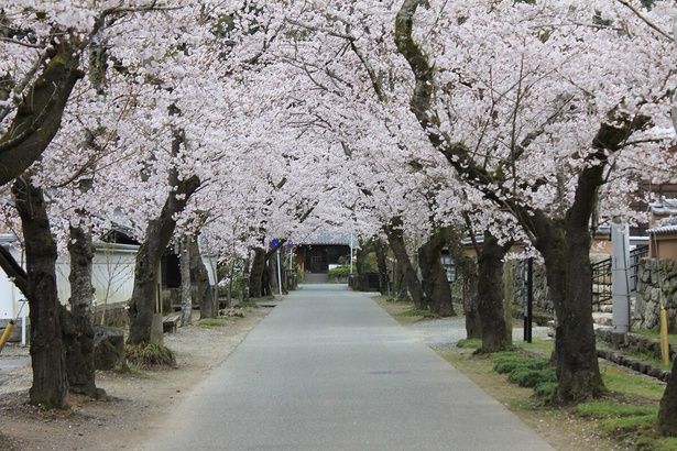桜のトンネルが美しい / 秋月杉の馬場通りの桜 画像提供：あさくら観光協会