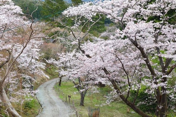 3月下旬から4月上旬にかけて満開の桜を眺められる / 大滝峡自然公園の桜 画像提供：大紀町役場