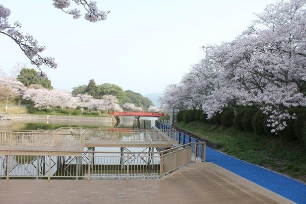 赤い橋と周囲のソメイヨシノが作り出す景観は見応えあり / 甘木公園の桜(福岡県朝倉市) 画像提供：あさくら観光協会