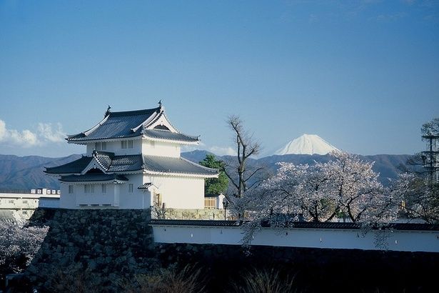舞鶴城と桜、富士山の豪華なコラボレーション / 舞鶴城公園の桜 画像提供：舞鶴城公園