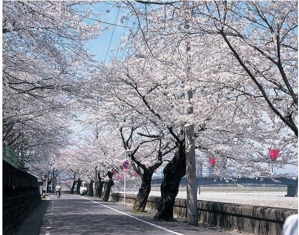 長良川沿いに1キロメートルにわたって桜が咲く / 岐阜公園長良川堤の桜 画像提供：岐阜市公園整備課