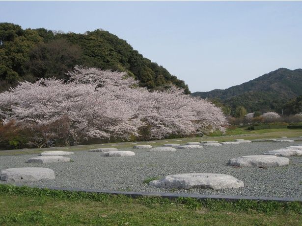 太宰府の史跡に彩りを添える桜の花々 / 大宰府政庁跡の桜 画像提供：公益財団法人 古都大宰府保存協会
