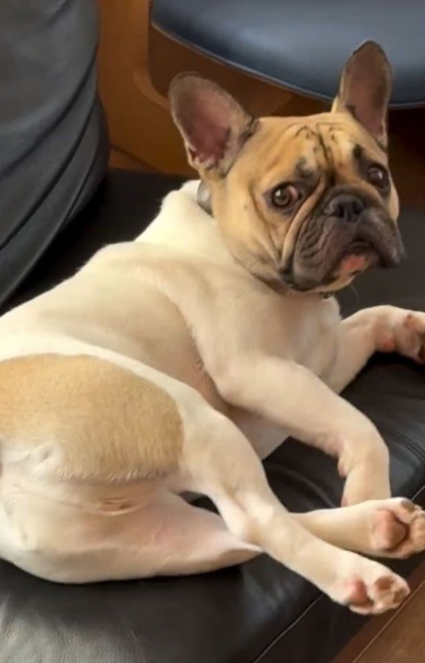 リビングでくつろぐ“小さなお父さん”の姿（⇒次へ） フレンチブルドッグ♂エルさんのInstagramより