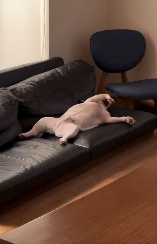 飼い主さん「私やんか」▶もしかしてクセつよい系？（⇒次へ） フレンチブルドッグ♂エルさんのInstagramより