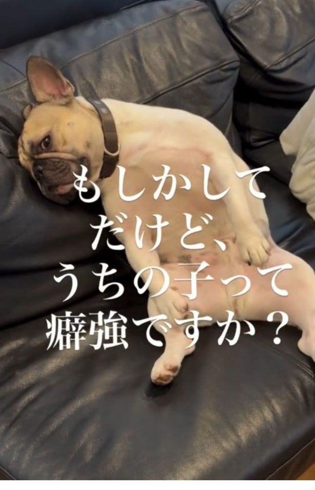 クセつよい系だと確定▶においをふんふん（⇒次へ） フレンチブルドッグ♂エルさんのInstagramより