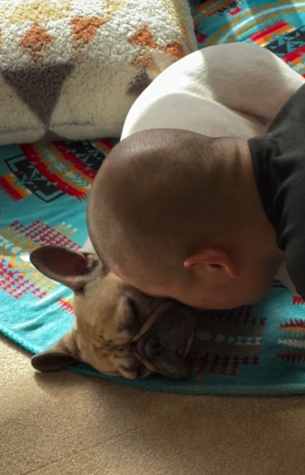 ゼロ距離のおとうさん▶お近づきになりたいんだよおおお（⇒次へ） フレンチブルドッグ♂エルさんのInstagramより