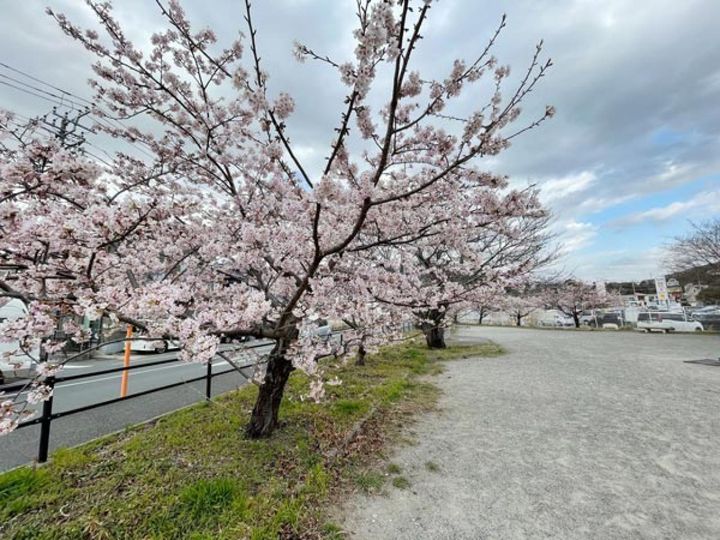 ×0.5（ワイド）で撮ると、散漫とした感じ。桜並木に見えにくいですね。