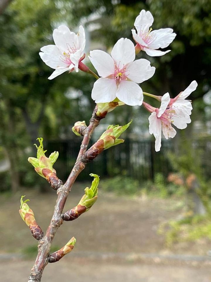 メインの花を画面の上にもってきました。ちょっと変わったユニークな写真になります。