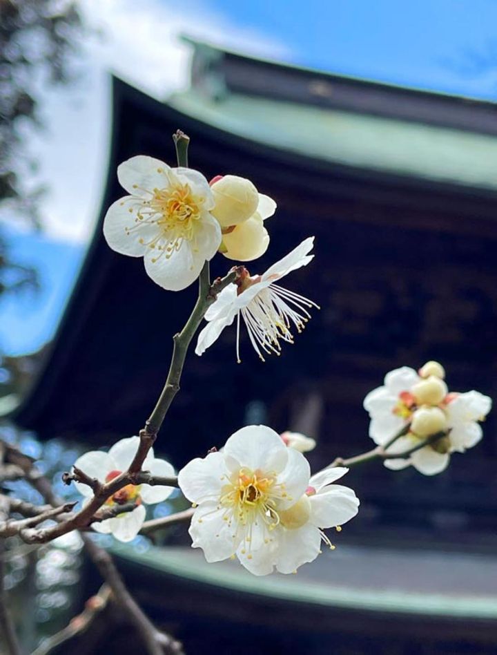 お寺を背景に。古い建物を背景にすると、情感が出ます。