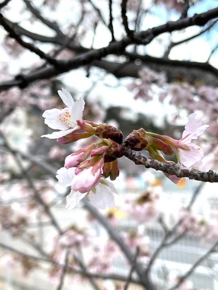 同じ木でも、くしゃくしゃと縮れた花もあります。