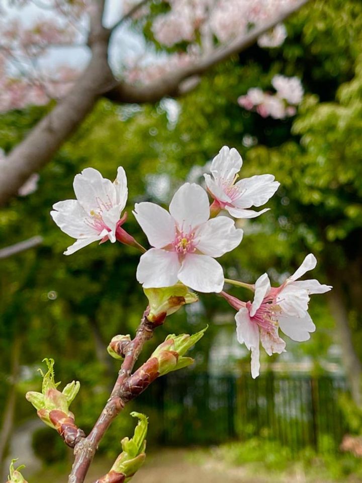 メインの花を画面のほぼ中央に配置。単純だけど悪くない、安定感のある写真になりました。