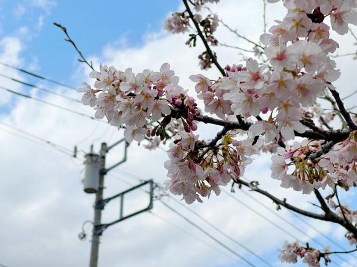 あ、電線がうつっていました。桜はきれいなのに、残念な写真に。