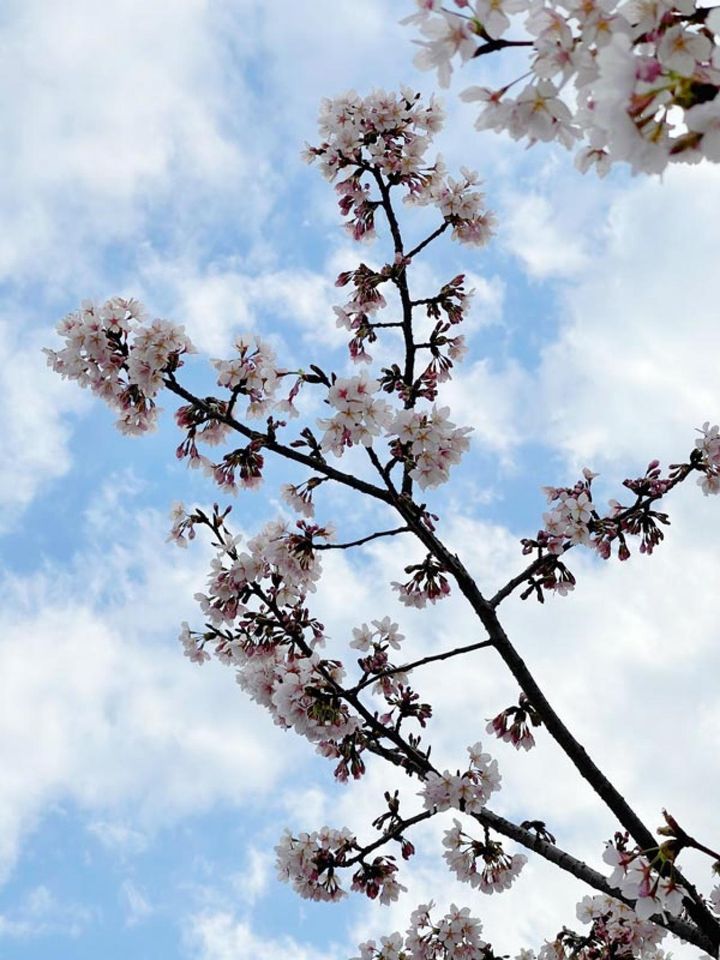 背景を空にして撮ってみました。