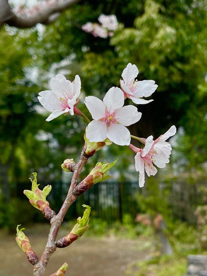 ×2.5（望遠）で撮りました。マンションの左奥にあるグリーンを背景に選んだので、心地よい写真になりました。