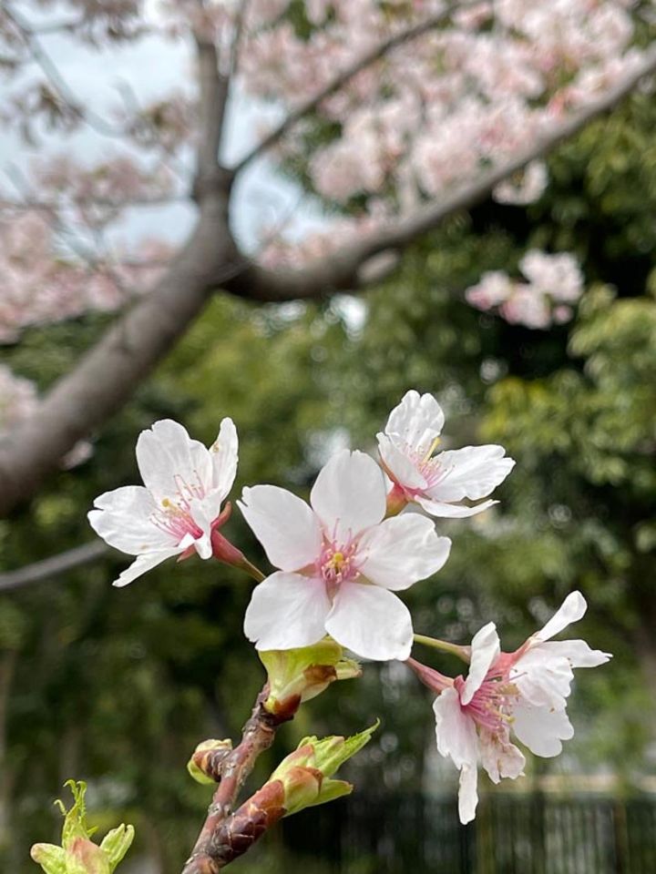 メインの花をちょっと下にずらして、上に違う桜の枝を入れて撮りました。ちょっといいかも。