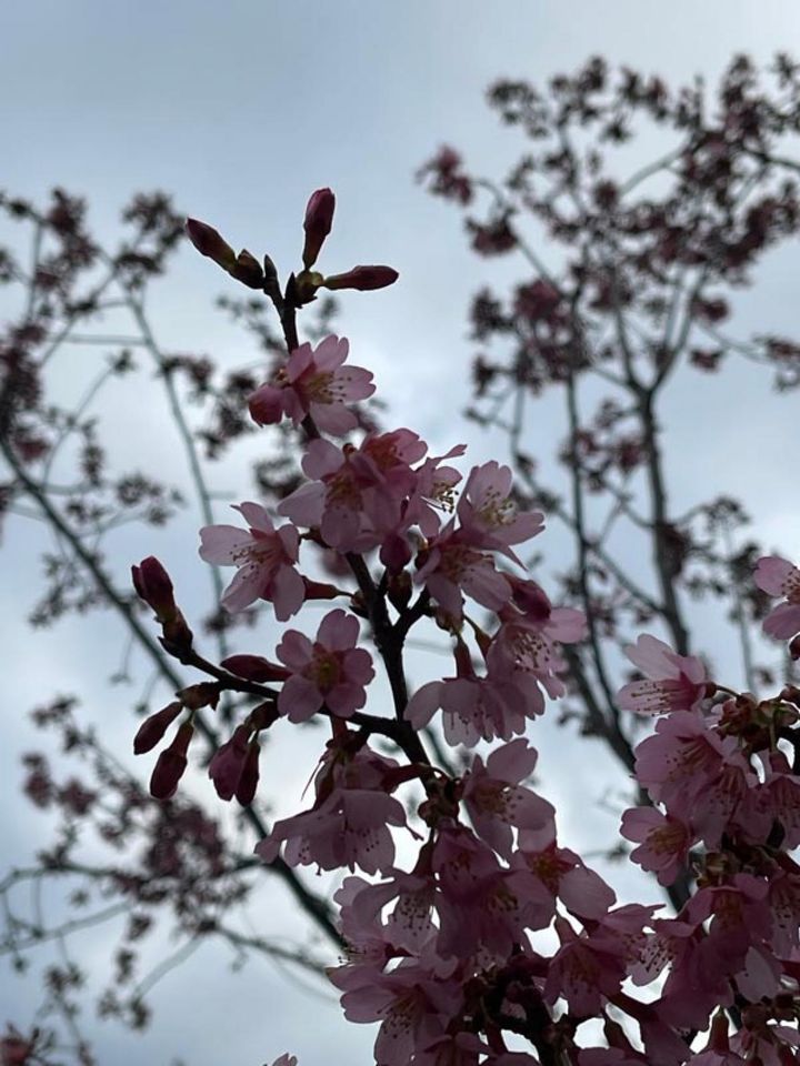 背景を空にしたけど、暗い桜になってしまいました。