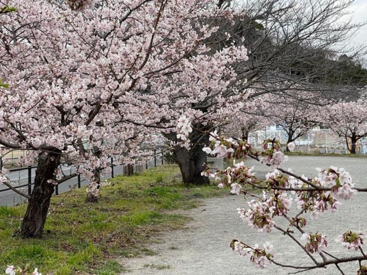 ×2.5（望遠）で、離れて撮ると、桜並木が奥までつながっている感じが出ます。