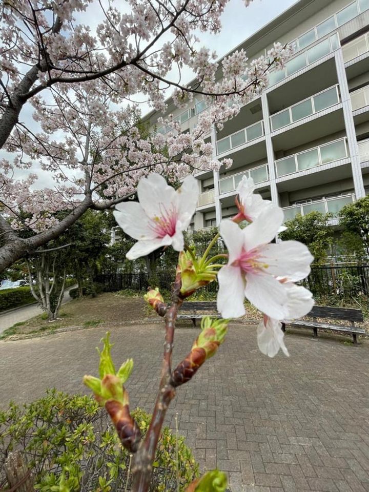 ×0.5（ワイド）で撮ると、背景にマンションが入って雑然とした感じになってしまいました。