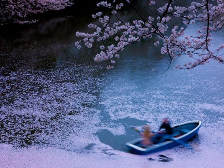 千鳥ヶ淵にて。