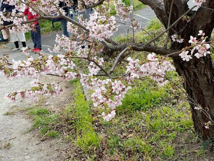 枝が低い位置まできている桜です。こんなふうに花びらに近づくことが可能な花を探してみましょう。