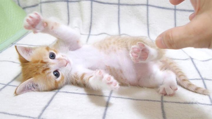 養育主さんと遊ぶ子猫