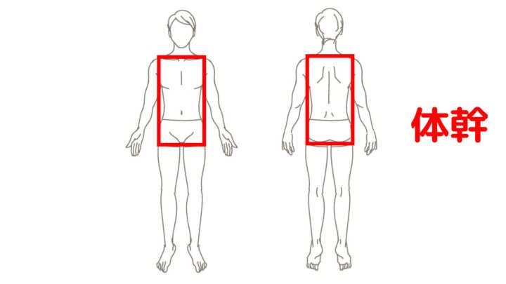 体幹