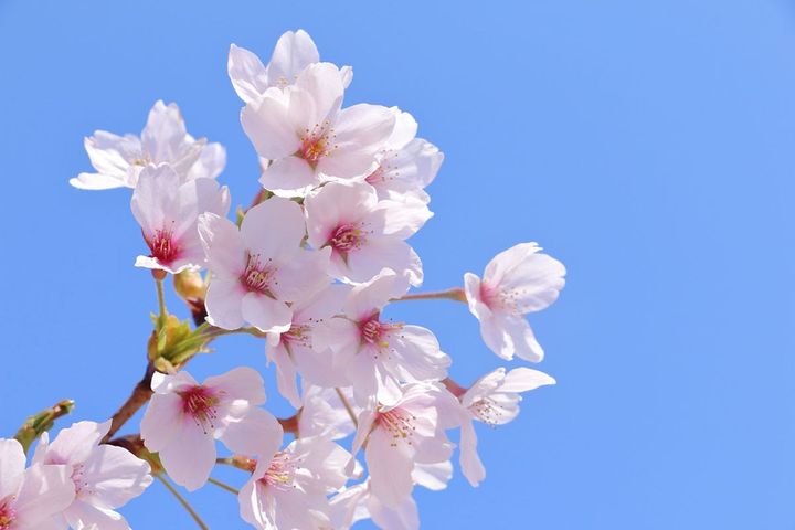 “桜”は関係ない！？浜松のソウルフード「さくらごはん」とは