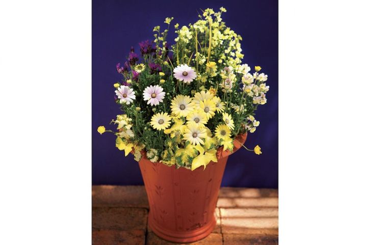 長く咲いて楽しい【オステオスペルマムの寄せ植え】ビタミンカラーで空間が明るくなる！