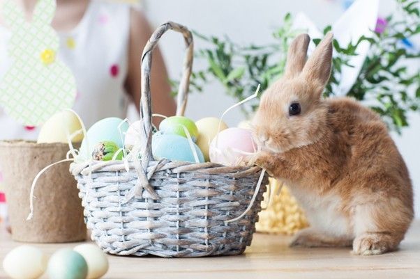 カゴに手をかけるウサギ