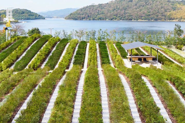 界 遠州の「つむぎ茶畑」