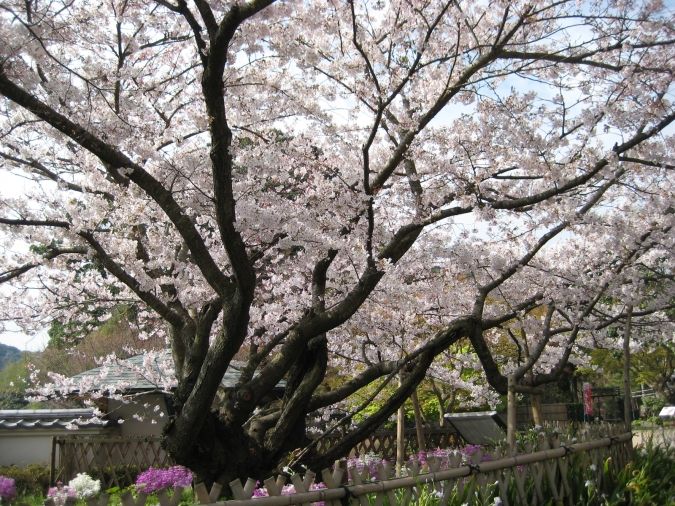 白野江植物公園 白野江のサトザクラ