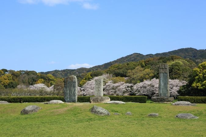 大宰府政府跡・桜