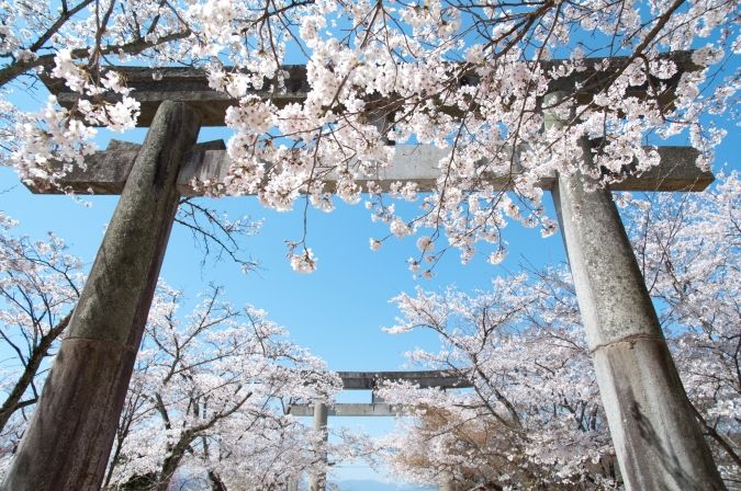 宝満宮竈門神社・桜