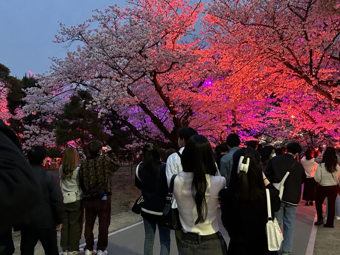舞鶴公園 夜桜ライトアップ
