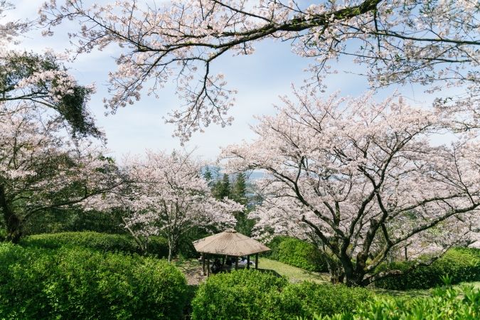 久留米市発心公園・桜