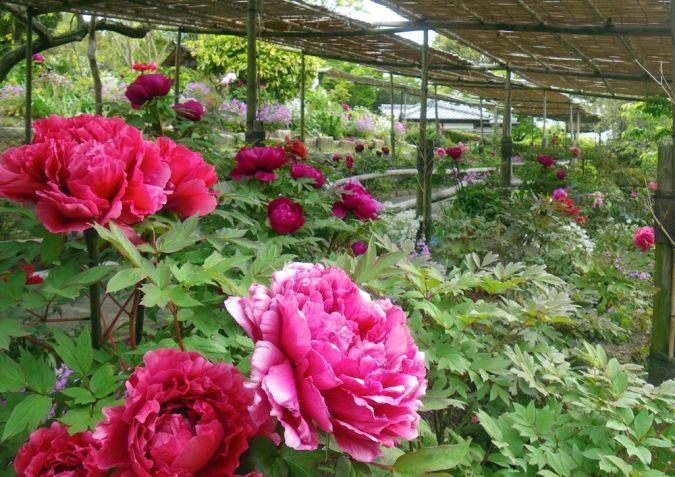 白野江植物公園・牡丹