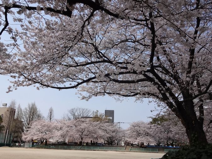 小頭町公園 桜の風景