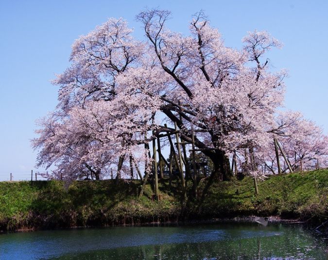 浅井の一本桜 