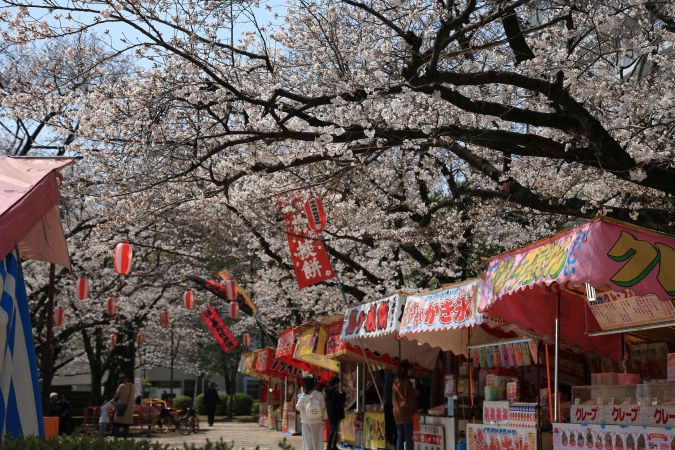 小頭町公園 桜の風景