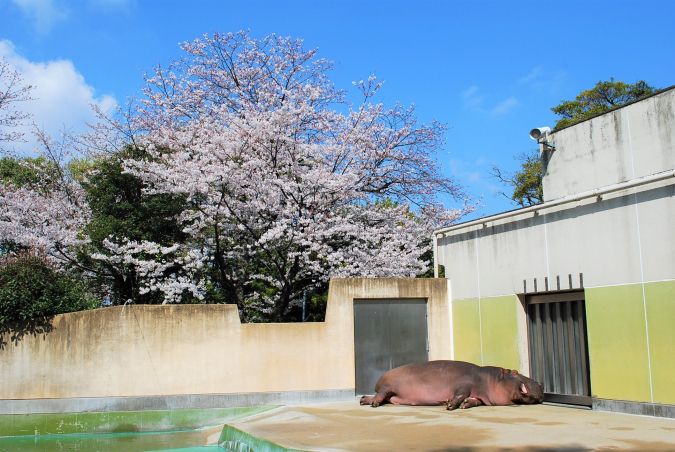 福岡市動植物園 カバのタローと桜