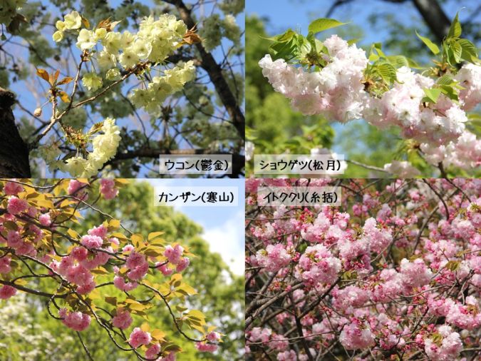 福岡市動植物園 サトザクラ